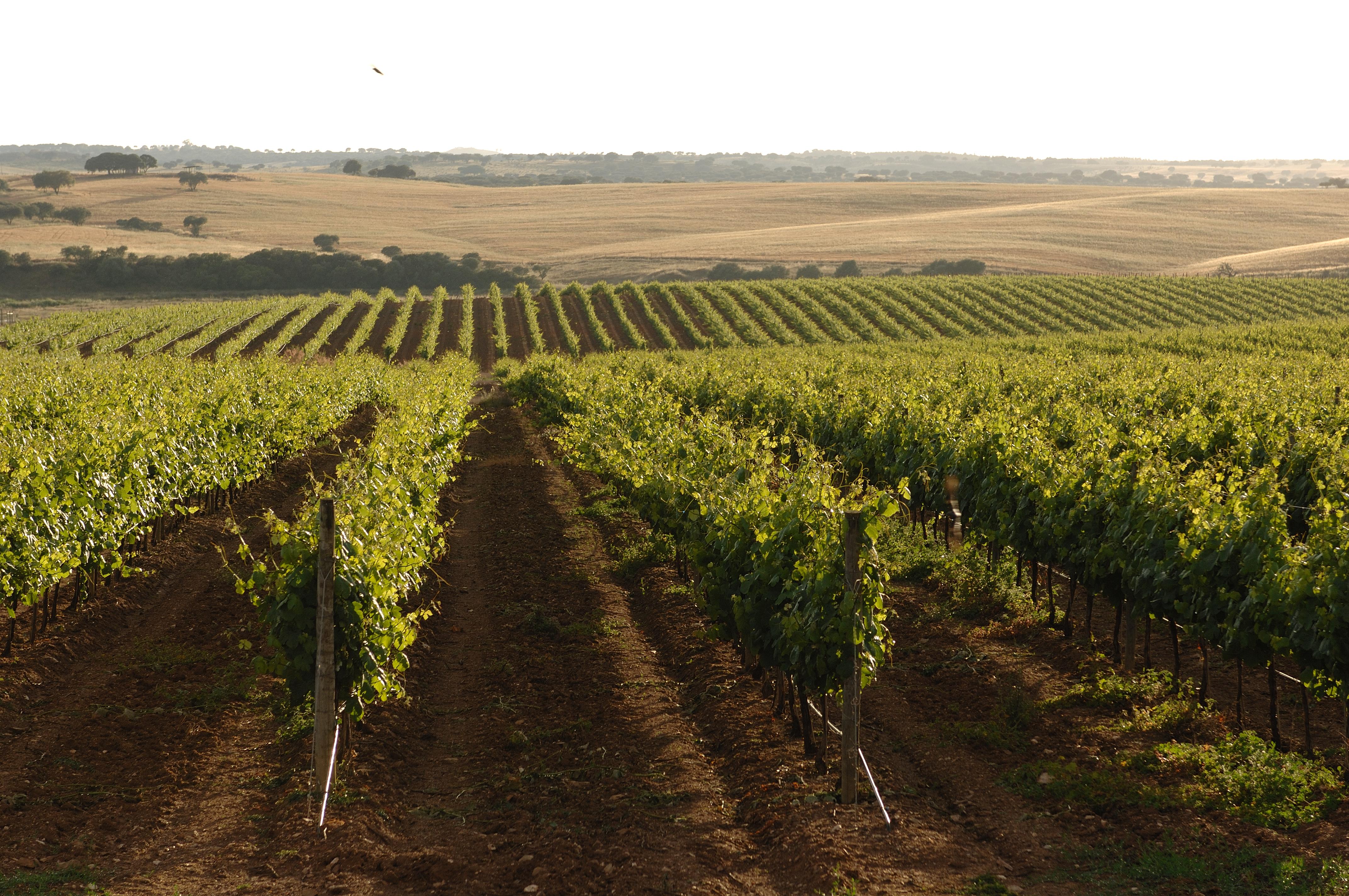 Vila Gale Alentejo Vineyard - Clube De Campo Алберноа Экстерьер фото